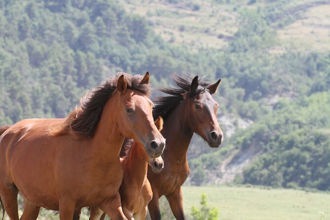 2-Hours Guided Drino's Valley Ride - Drinos Valley on horseback: why this ride is more than sightseeing