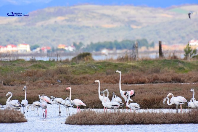Albania Birdwatching, Kayaking, Bicycle National Park Divjaka Karavasta(ARG) - Lunch by the lagoon: fish, calm breaks, and what to plan for