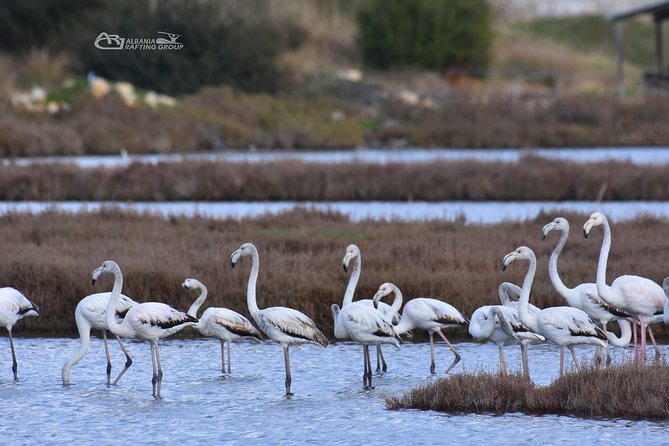 Albania Birdwatching, Kayaking, Bicycle National Park Divjaka Karavasta(ARG) - Private guide value: calmer wildlife spotting and faster question answers