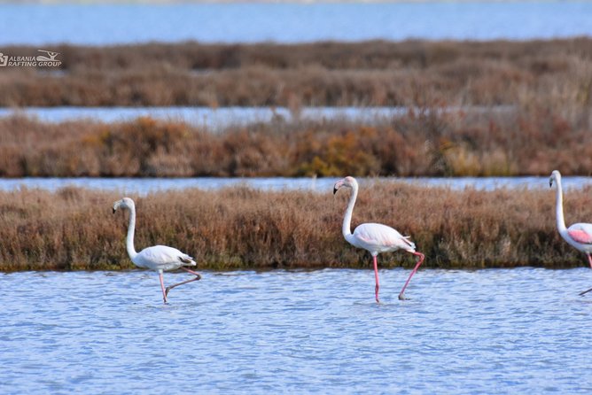 Albania Birdwatching, Kayaking, Bicycle National Park Divjaka Karavasta(ARG) - Kayaking route: western lagoon water, birdwatching, and pine-forest views