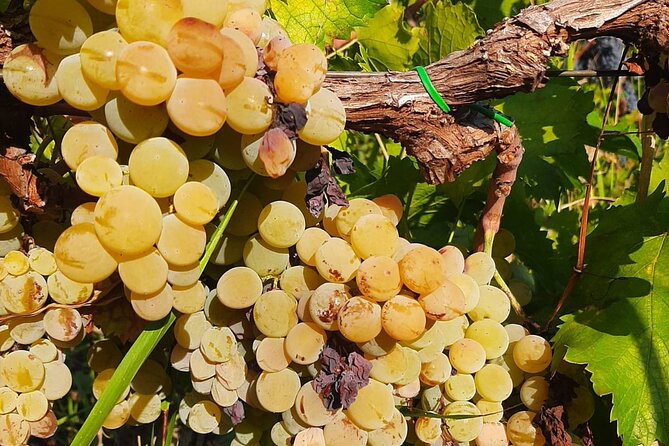 Berat 4x4 Off-Road and Vineyard Wine Tasting - Stop 2 at Kantina Vila Hadaj Malinati: family winemaking and a full tasting
