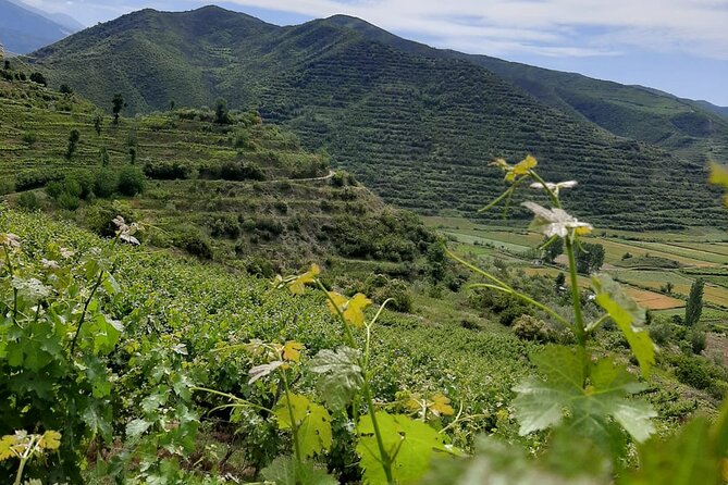 Berat 4x4 Off-Road and Vineyard Wine Tasting - Price and value: what $77.96 buys you in Albania