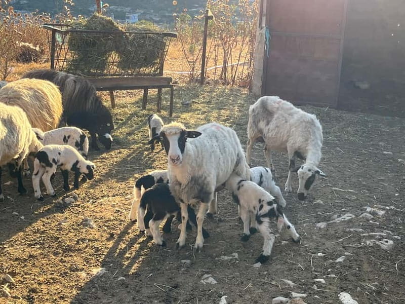 Delvina4x4 : From Cold War Tunnels to Ottoman Minarets - Breakfast at a local farm: the part that turns the day human