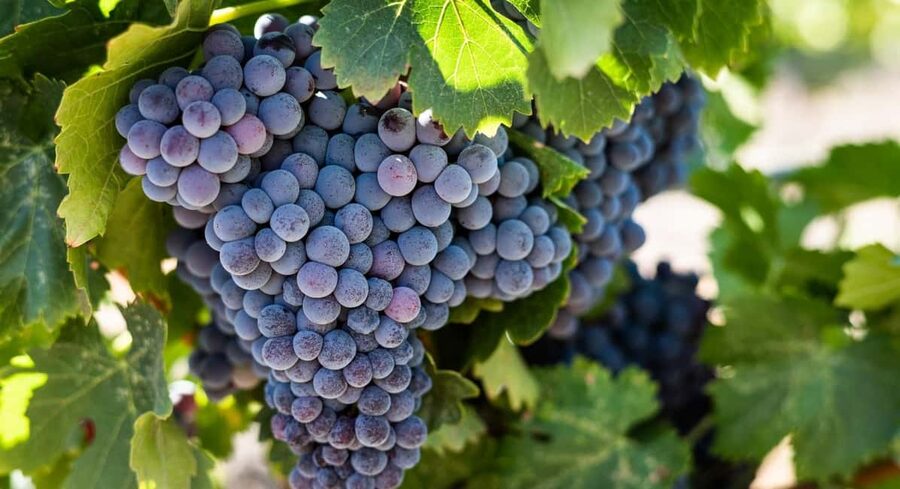 Durres Countryside Vineyards Wine Tasting & Food Pairing - Tastings With the Sommelier: How the Wine Pairing Actually Works