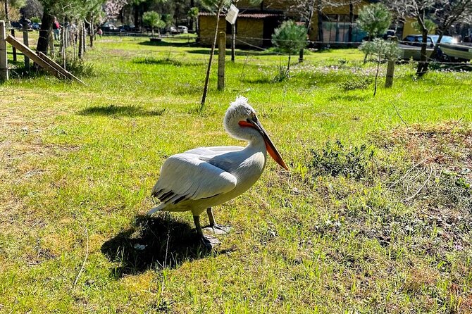 Durres & Karavasta National Park from Tirana on Luxe Land Rover - Key highlights worth knowing before you go