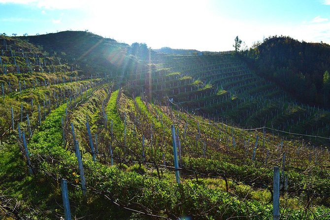Durres & Wine Tasting Tour - Durres street art and ancient ruins, in one day