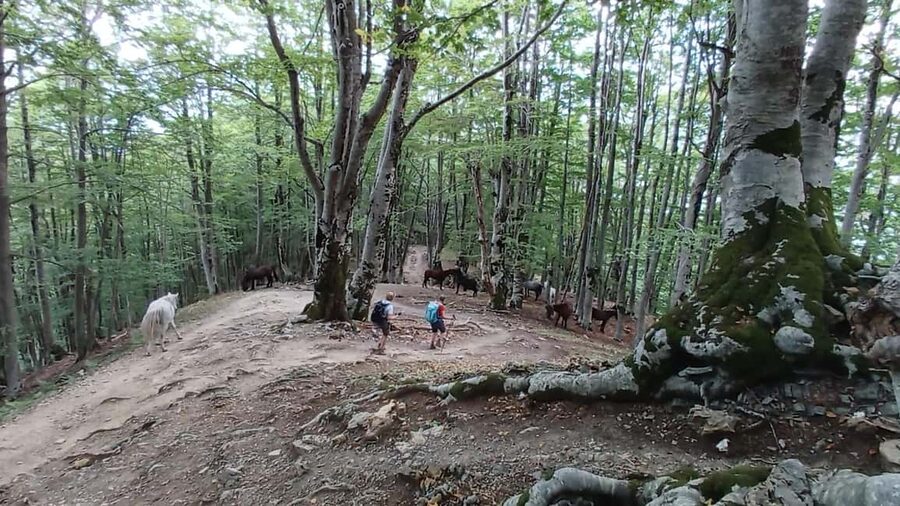Exclusive Private Tour to Theth: Waterfall and the Blue Eye - Shkodër to Theth: what an 11-hour private day really feels like