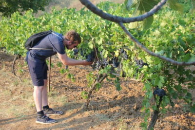 Guided Winery Tour with Transfers and Tastings