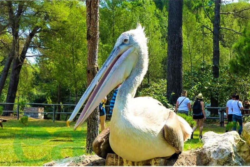 From Durres: Karavasta Lagoon & Apolonia Ancient City Tour - Price and Value: Is $153 Worth It?