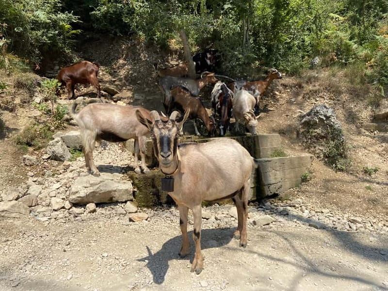 From Tirana: Bovilla Lake & Gamti Mountain Hiking Trip - From Tirana to Bovilla, the drive is part of the adventure