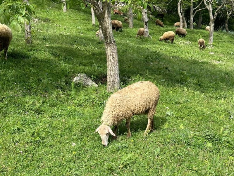 From Tirana: Bovilla Lake & Gamti Mountain Viewpoint Hike - Bovilla Canyons stop: stretch, breathe, and switch modes