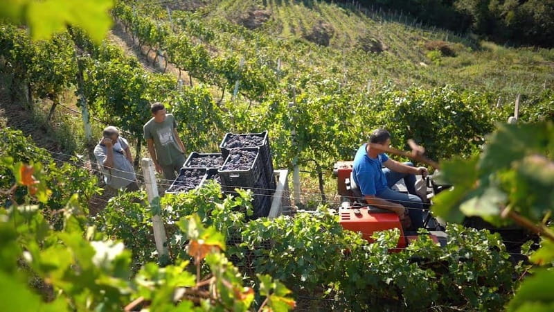 From Tirana/Durres/Golem: Cape of Rodon & Wine Tasting Tour. - Cape of Rodon and Rodon Castle: the main event
