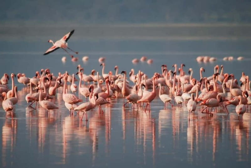 From Tirana/Durres/Golem: Vlora City and Zvernec Island Tour - What to bring for a beach-and-birds day (and what to skip)