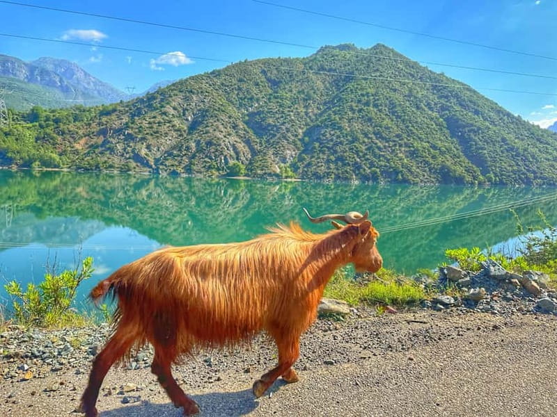 From Tirana/Shkodra: Komani Lake and Shala River Day Trip - Why Komani Lake and Shala River feels like more than a day trip