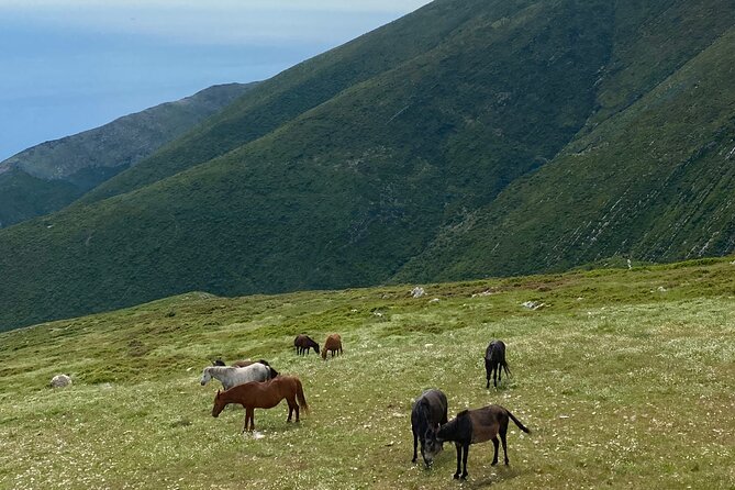 Full Day Tour from Albanian Riviera/Borsh to Dhermi and Llogara - Stop 6: Dhërmi, promenade time on the slope