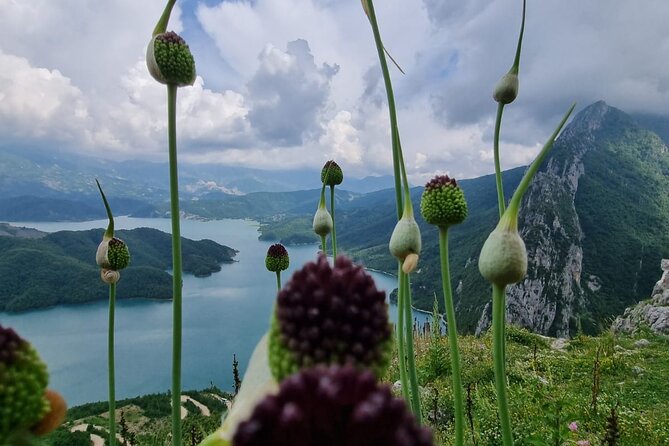 Hiking to Gamti, Bovilla Lake and Kruja Day Trip from Tirana - Stop for lunch near Bovilla: what to expect and what it costs
