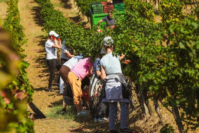 Lundër: Lundra Winery Guided Tour with Wine Tasting - What you get for about $34, and why the value is better than it looks
