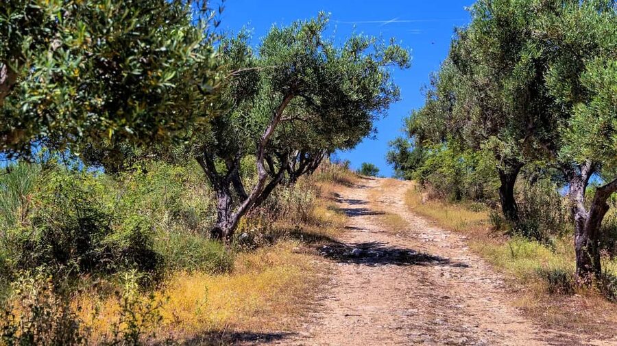 Musai Olive Oil Tour and Tasting - The cold-press mill tour: from Kalinjot olives to extra virgin oil