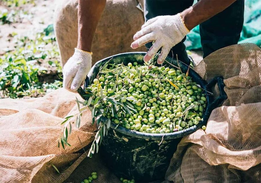 Musai Olive Oil Tour and Tasting - Buying bottles on site: how to pick what fits your kitchen