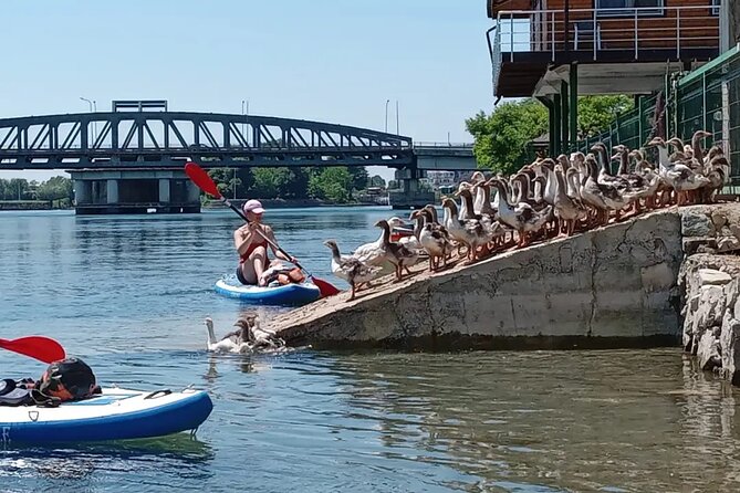 Stand Up Paddle Board or Kayak Rental in Shkodër - What you actually get for $33.14 per person