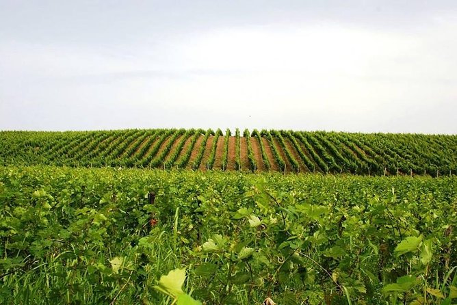 Tour of Kruja and Wine Tasting in one Day from Tirana - How long is the day, and what should you plan around?
