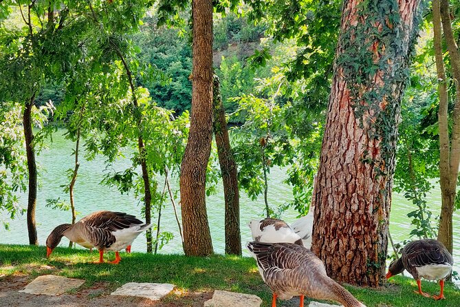 Vineyards, Albanian Wine Tasting & Boat Tour from Tirana/Durres - Driver and guide experience: when things go right, it really goes right