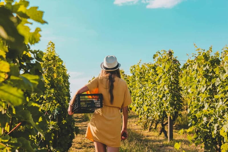 Wine Tasting & Vineyards Escape near Tirana - The Walk-About After Tasting: Views, Strolls, and Downhill Back to Town