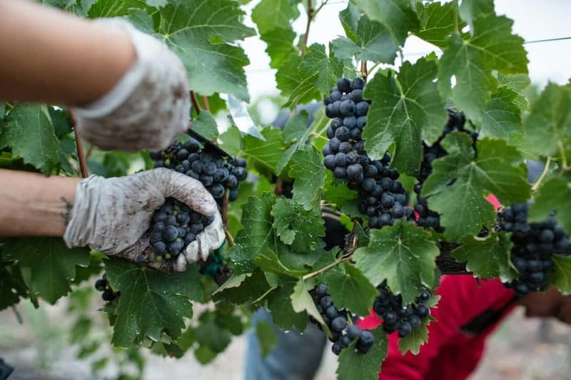 Wine Tasting & Vineyards Escape near Tirana - Group Size, Guide Quality, and How It Feels Day-of
