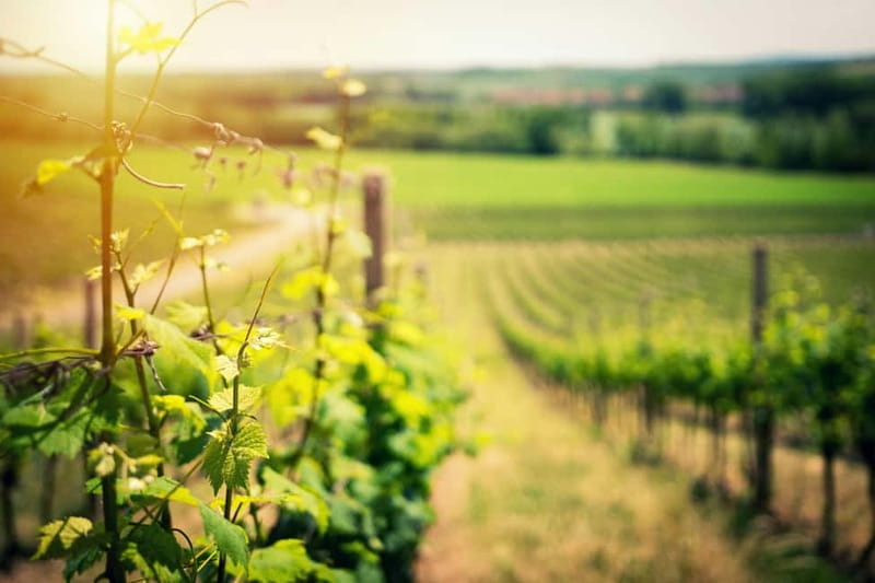 Wine Tasting & Vineyards Escape near Tirana - Who This Tour Is Best For