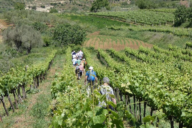 Winetasting tour in Alpeta winery - Roshnik village by 1001 Albanian Adventures - Vineyards in Roshnik: Traditional Wine Making Explained in Real Context