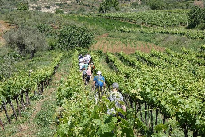 Winetasting tour in Alpeta winery - Roshnik village by 1001 Albanian Adventures - Who This Tour Suits Best (And Who Might Prefer Another Option)